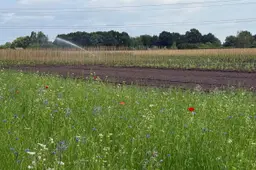 Drimmelen