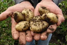 aardappels sbj04769 pixabay