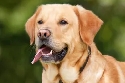 hond 1