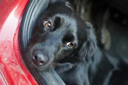 hond in auto zvuk pixabay