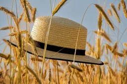 _Zomer-