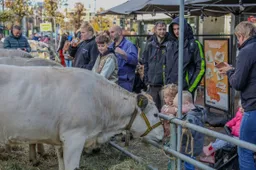 Leste Mert  (21) (Gemiddeld)