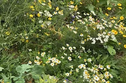 Foto Bloemrijke akkerrand_Vereniging Streekbeheer Rijk Maas en Waal