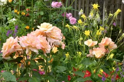 tuin Overasselt