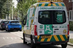 dierenambulance dierentehuis arnhem en omstreken 67e190342d6eejpg