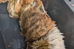 676637071_1530068122452444_7378287680028221671_n