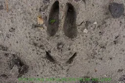 sporen1