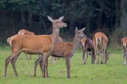 wildkansel natuurcentrum edenieuwsnl