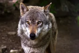 wolf 635063 960 720