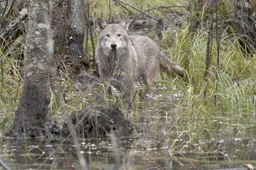 wolf-st-15-jpg-sd-high-photo-by-cees-van-kempen-915x518-1