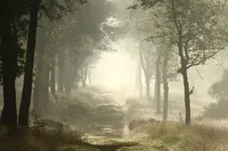 ochtenddauw - nc veluwe