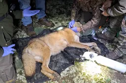 Schermafbeelding_3_video_zenderen_-_National_Park_de_Hoge_Veluwe