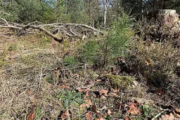 csm_PB024_kruiden_op_de_bodem_van_bekalkt_bos_op_de_Ginkel__foto_Liesbeth_Hunink__e258e6345f