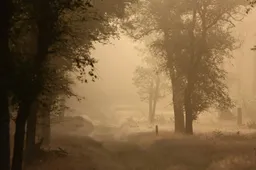 vroege wandeling - nc veluwe