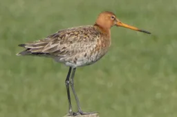 grutto2 - foto Harm Roseboom sr - NC Veluwe - 300dpi
