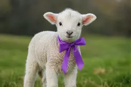 lammetje met strik