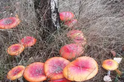 paddenstoelen in de herfst - nc de ginkel