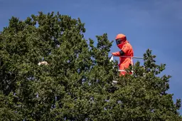 250730-2054-Hoornaar nest wordt verwijderd
