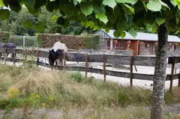260722 18459 Personeelstekort GGzE treft ook zorgmanege