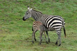 zebra