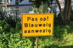 istock blauwalg