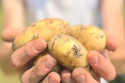 Aardappel