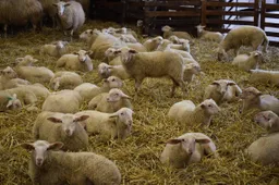 11EN Lammetjesdag2026