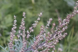 bijvoet pollen hooikoorts 915x518