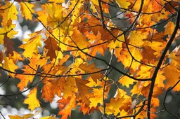 herfst-in-nederland
