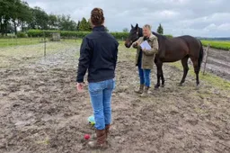 Vrouwen interactief met paard in weiland