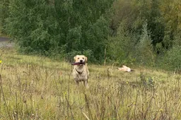 Hitsige labrador zoekt stok, maar vindt dildo