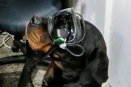 Amerikaanse leger test speciale augmented reality brillen voor honden
