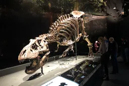 Onderzoek: de snelheid van de T. rex was eigenlijk veel langzamer