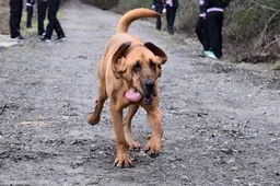 Hond rent halve marathon nadat hij even een plasje mocht doen
