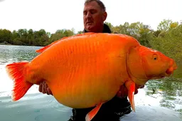 Grootste goudvis ter wereld is gevangen in de Franse Champagenestreek