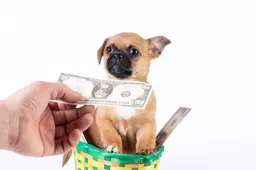 Golden retriever pup Sally verscheurt het maandsalaris van zijn baas