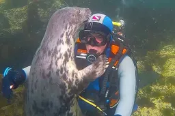 Aanhankelijke zeehond knuffelt met een duiker