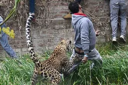 Losgeslagen luipaard valt mensen aan in India