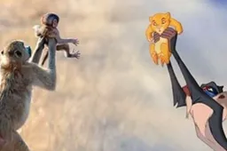 Baviaan doet een retegoede Lion King imitatie