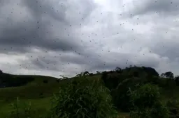 Bizarre spinnenregen in het zuidoosten van Brazilië