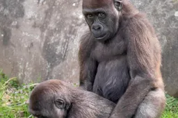 Twee babygorilla's uit dierentuin Blijdorp zijn wel op hele explicite wijze gefotografeerd