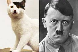 Deze 11 dieren lijken bizar veel op celebrities