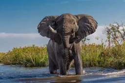 Het gaat heel goed met de olifantenpopulatie in Kenia