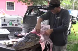 Alpha man laat zien hoe je een alligator moet villen en slachten