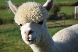 Je kan dit weekend een alpaca kopen in België