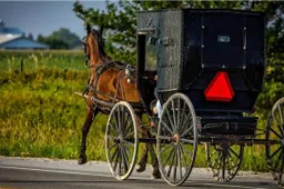 Twee dronken amish-gelovigen vluchten voor de wouten