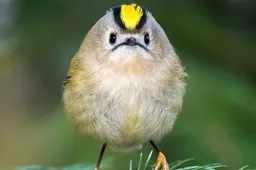 Finse fotograaf laat de Angry Birds in 't eggie aan ons zien