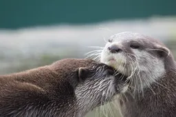 Otter vindt liefde via speciaal voor hem gemaakte datingsite