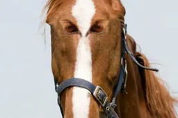 Helemaal stukgaan om photoshops van dieren met ogen in het midden