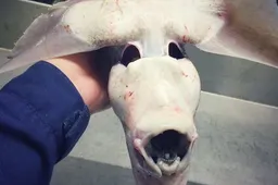 Rus maakt foto's van enge diepzeedieren die je waarschijnlijk nog nooit hebt gezien